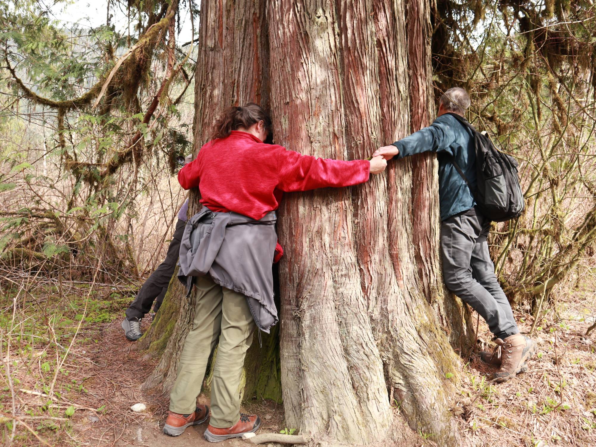 tree hugging